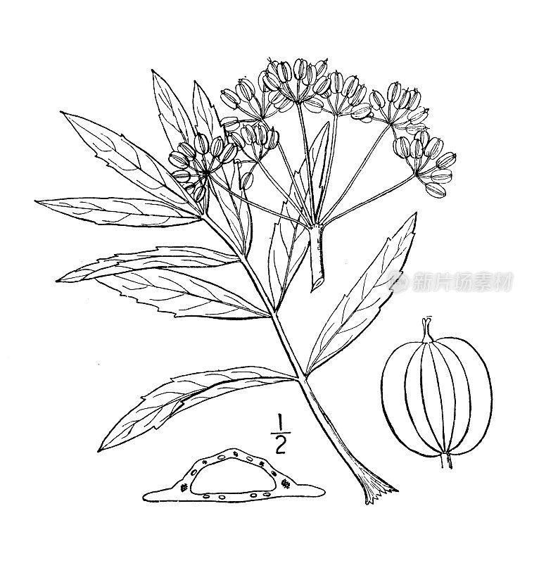 古植物学植物插图:Oxypolis rigidus, Cowbane